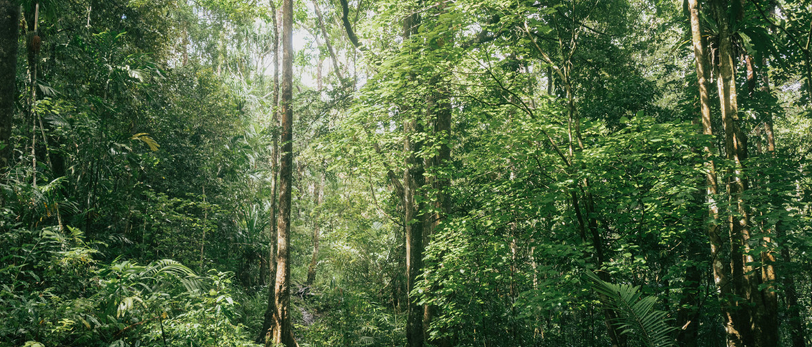 Open green forest landscape with trees