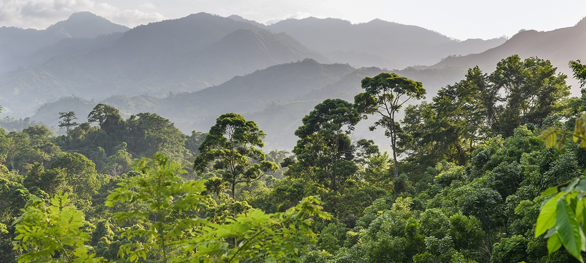 Pădure tropicală Honduras